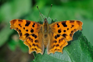 Ercle sova c-bijela: što je ovaj kukac?